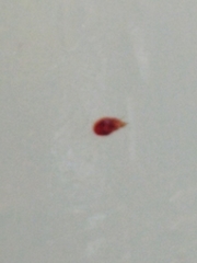 Cimex lectularius