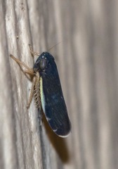 Planicephalus flavocostatus