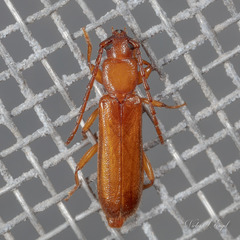 Smodicum cucujiforme