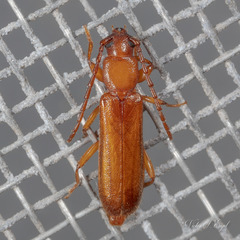 Smodicum cucujiforme