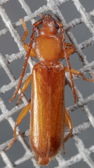 Smodicum cucujiforme