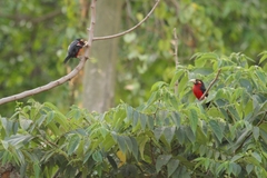 Lybius bidentatus aequatorialis