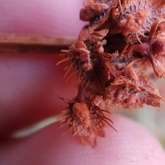 Rumex pulcher woodsii