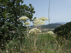 Magydaris pastinacea