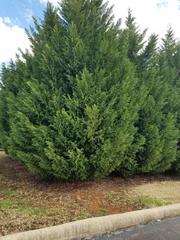 Juniperus chinensis