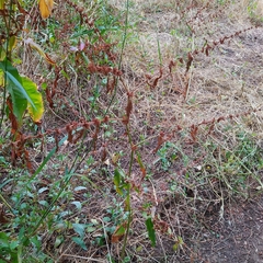 Rumex pulcher woodsii