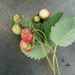 Green Strawberry - Photo no rights reserved, uploaded by Силаева Татьяна Борисовна