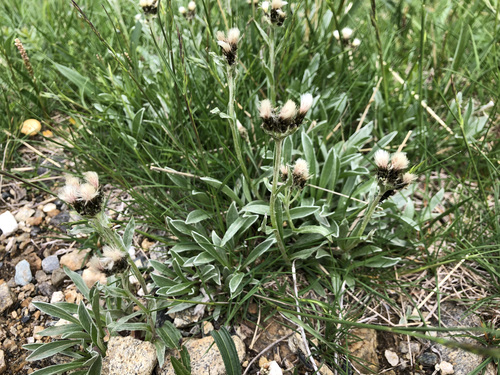 Image of Antennaria carpatica by (c) Jason Grant, some rights reserved (CC BY)