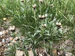 Antennaria carpatica