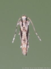 Melanocinclis lineigera