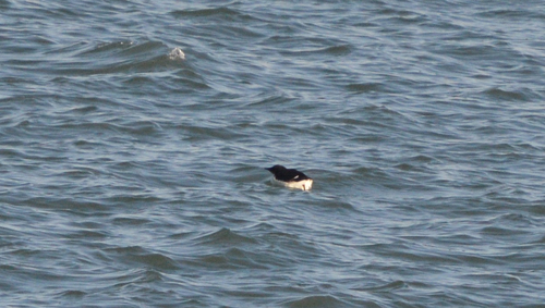 Uria lomvia