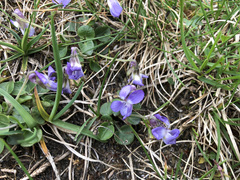 Viola rupestris