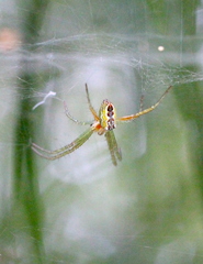 Cyrtophora guangxiensis