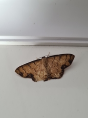 Lepidoptera