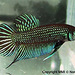 Mahachai Betta - Photo (c) 
panitvong,n, some rights reserved (CC BY-SA)