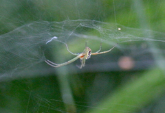 Cyrtophora guangxiensis