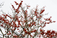 Erythrina ulei