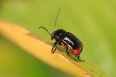 Cryptocephalus quadriguttatus