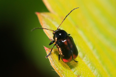 Cryptocephalus quadriguttatus