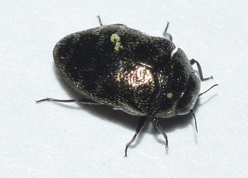 Representative image of Trachys pumilus