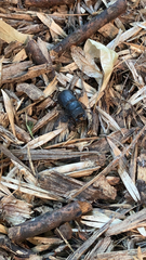 Dorcus parallelipipedus