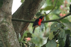 Laniarius erythrogaster