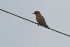 Eurystomus glaucurus suahelicus