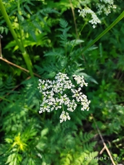 Anthriscus sylvestris