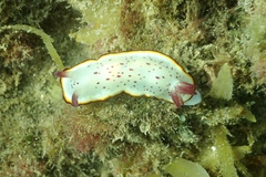 Goniobranchus daphne