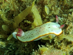 Goniobranchus daphne