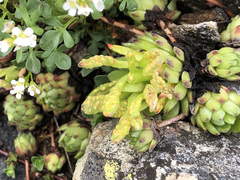 Endophyllum sempervivi