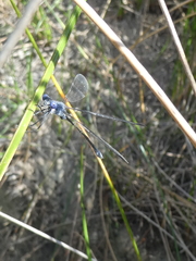 Lestes macrostigma