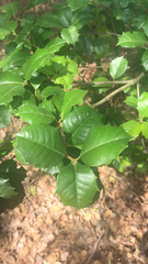 Ilex opaca