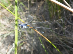 Lestes macrostigma