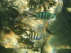 Abudefduf whitleyi