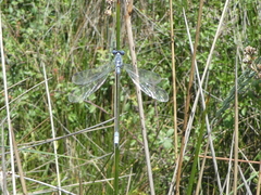 Lestes macrostigma