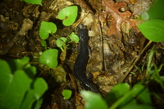 Plethodon teyahalee