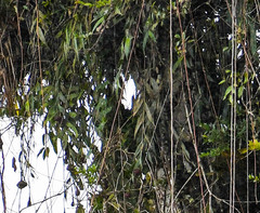 Elleanthus capitatus