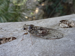 Cicada cretensis