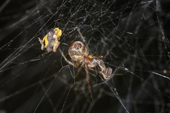 Parasteatoda cingulata