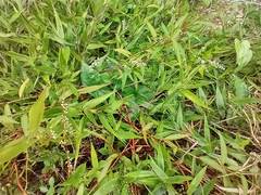 Enallagma durum