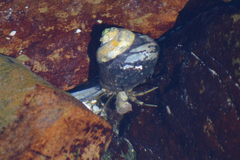 Diogenes brevirostris