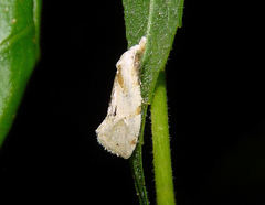 Aethes angustana
