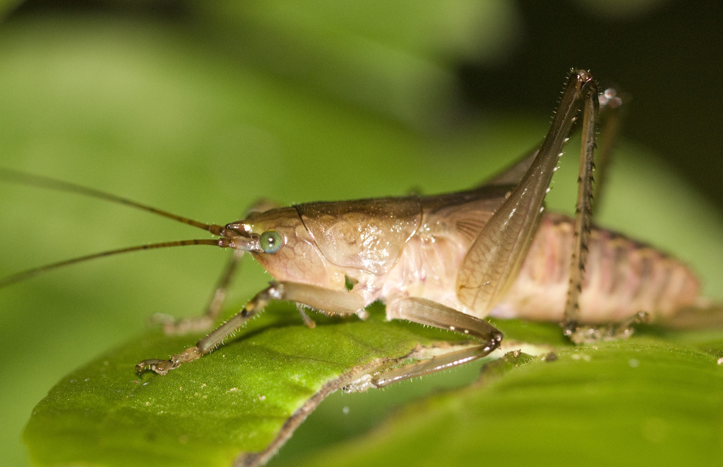 Iaratrox maculata