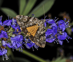 Catocala amica