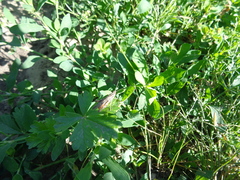 Chorthippus maritimus