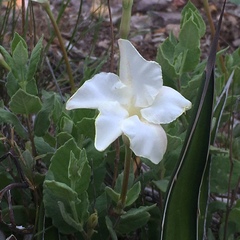 Mandevilla macrosiphon