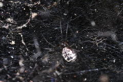 Prosoponoides sinense