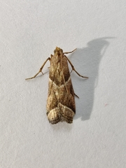 Nyctegretis lineana