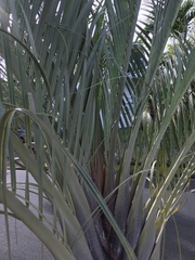 Dypsis decaryi